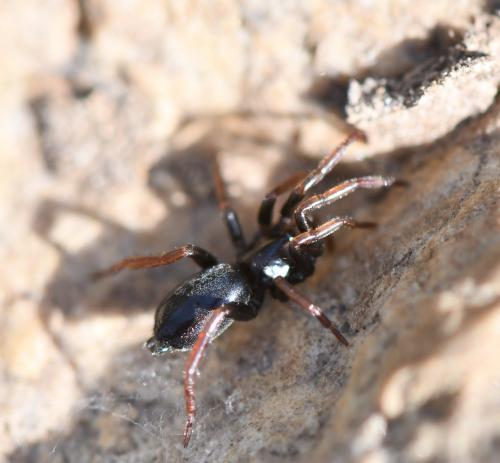 Réf. 251 433 : Trachyzelotes pedestris